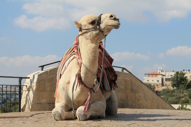 Mt of Olives - Day 6